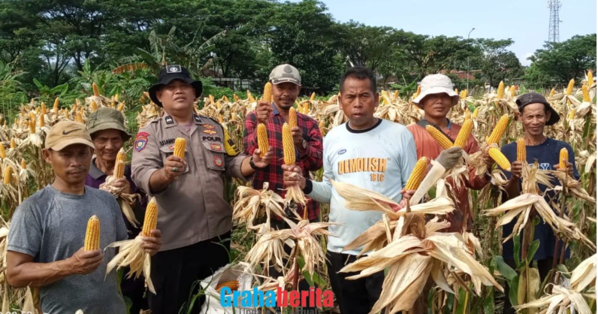 Polsek Babakan Madang Bersama Poktan Pancar Harapan Panen Jagung
